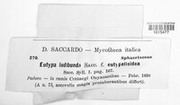 Eutypa ludibunda image